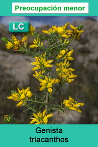 Genista triacanthos
