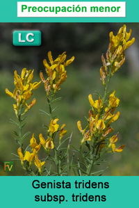 Genista tridens tridens