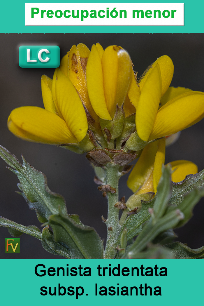 Genista tridentata lasiantha