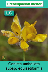 Genista umbellata equisetiformis