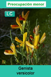 Genista versicolor
