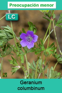 Geranium columbinum