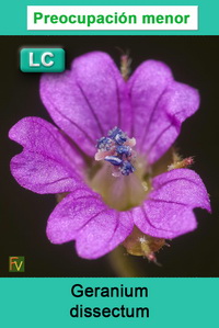 Geranium dissectum