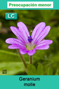 Geranium molle
