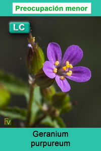 Geranium purpureum