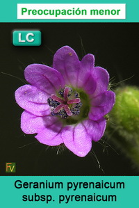 Geranium pyrenaicum pyrenaicum