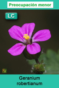 Geranium robertianum