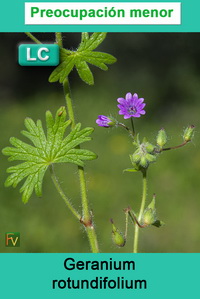 Geranium rotundifolium