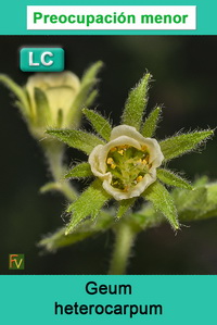 Geum heterocarpum