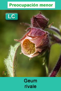 Geum rivale