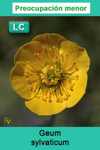 Geum sylvaticum