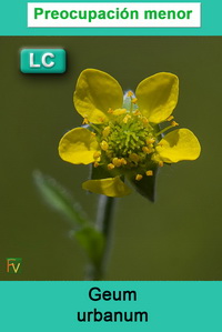 Geum urbanum