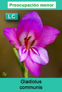 Gladiolus communis