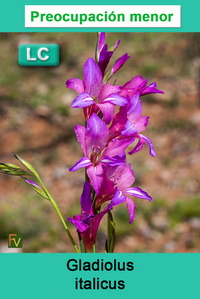 Gladiolus italicus