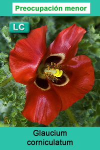 Glaucium corniculatum