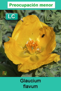 Glaucium flavum