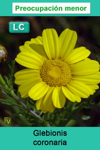 Glebionis coronaria