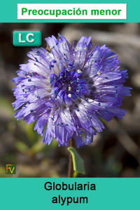 Globularia alypum