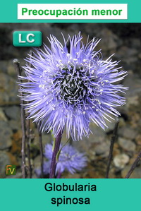 Globularia spinosa