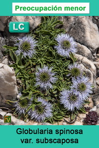 Globularia spinosa subscaposa