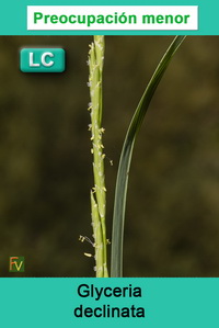 Glyceria declinata