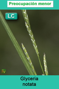 Glyceria notata