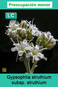 Gypsophila struthium struthium