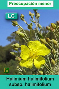 Halimium halimifolium halimifolium