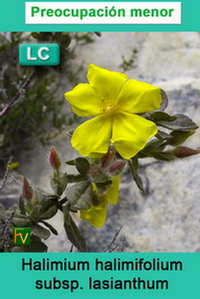 Halimium halimifolium lasianthum