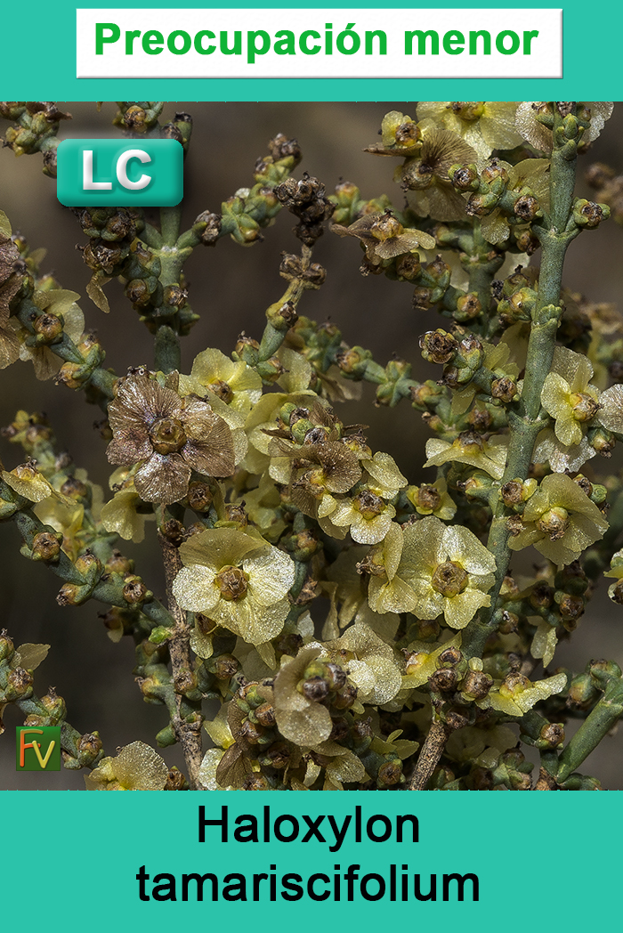 Halogetum sativus
