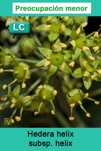 Hedera helix helix