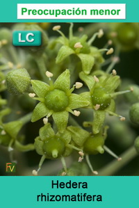 Hedera rhizomatifera
