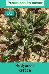 Hedypnois cretica