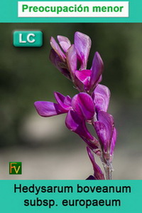 Hedysarum boveanum europaeum