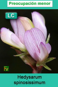 Hedysarum spinosissimum