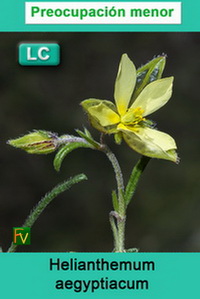 Helianthemum aegyptiacum