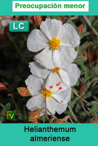 Helianthemum almeriense