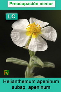 Helianthemum apeninum apeninum
