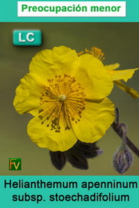 Helianthemum apenninum stoechadifolium