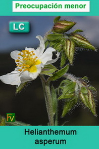 Helianthemum asperum