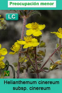 Helianthemum cinereum cinereum