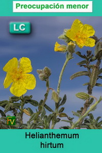 Helianthemum hirtum