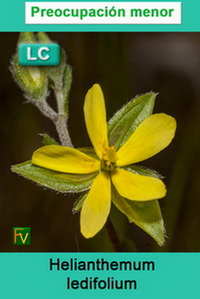Helianthemum ledifolium