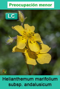 Helianthemum marifolium andalusicum