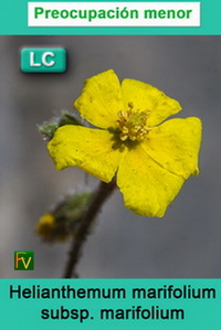Helianthemum marifolium marifolium