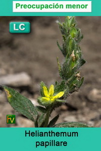 Helianthemum papillare