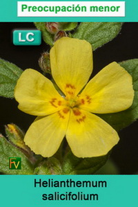 Helianthemum salicifolium
