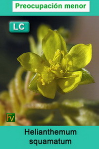 Helianthemum squamatum
