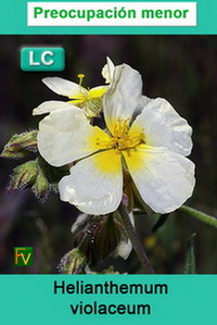 Helianthemum violaceum