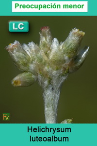 Helichrysum luteoalbum